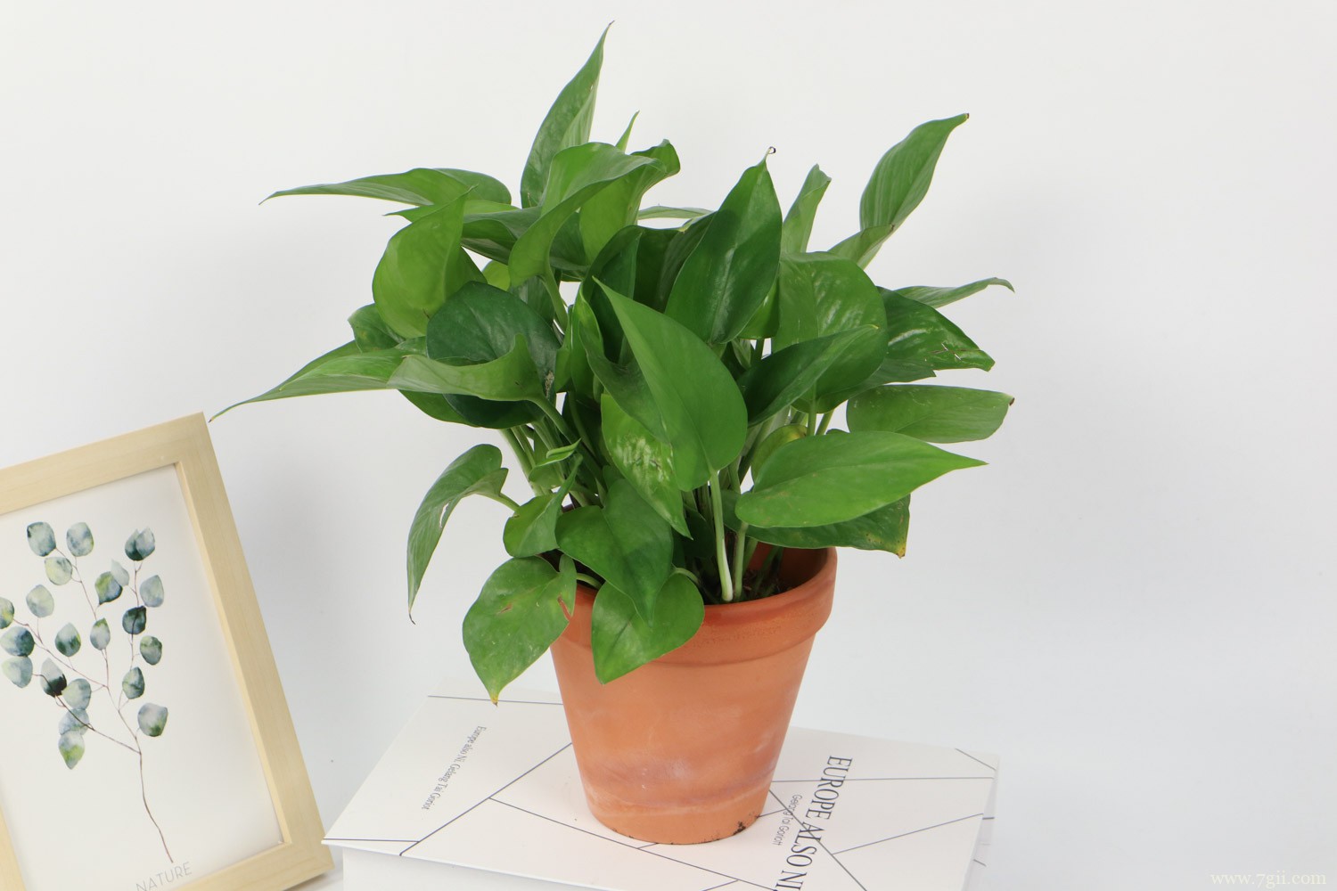 一个鸡蛋就可以让绿萝疯长，让绿萝疯长的妙招