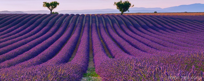 薰衣草种子的种植方法及时间