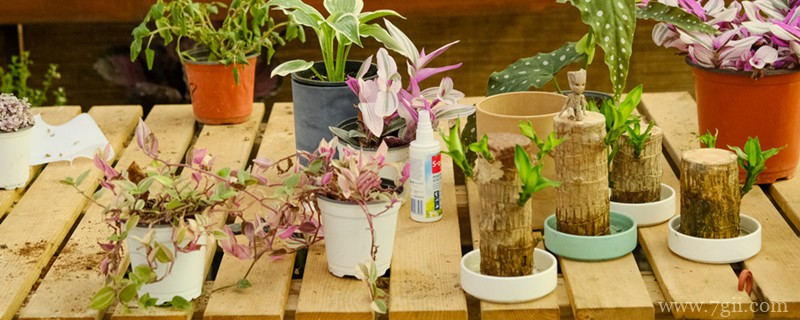 网纹瓜的种植与管理