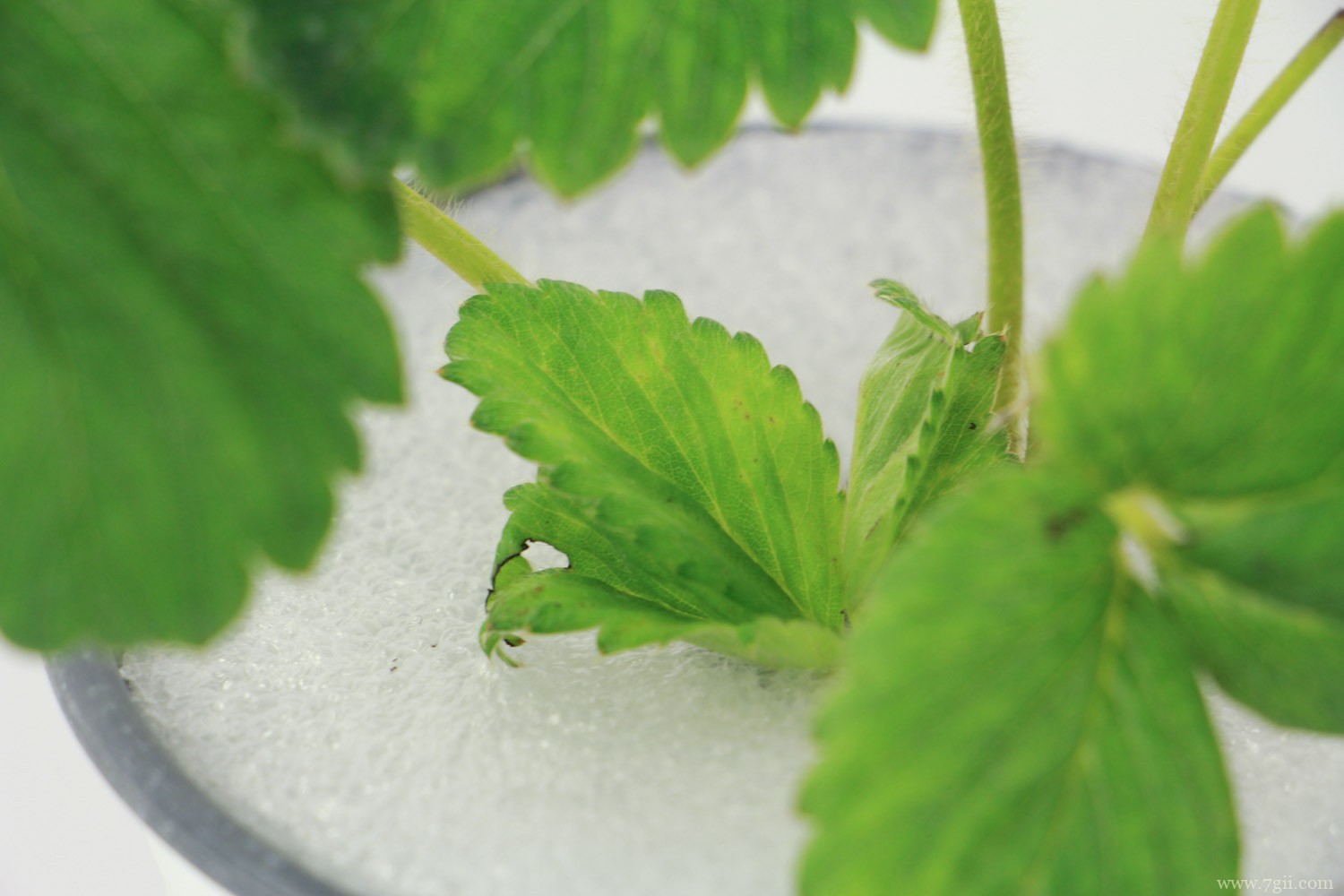 四季草莓的种植方法和技术