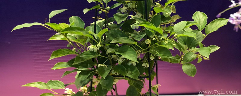 软枣猕猴桃的种植技术