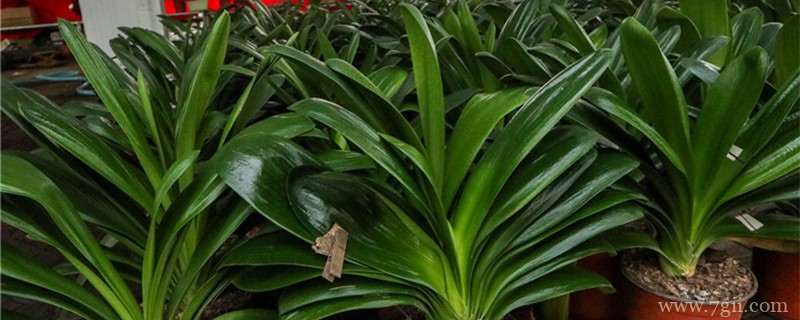 绿植养护知识和方法