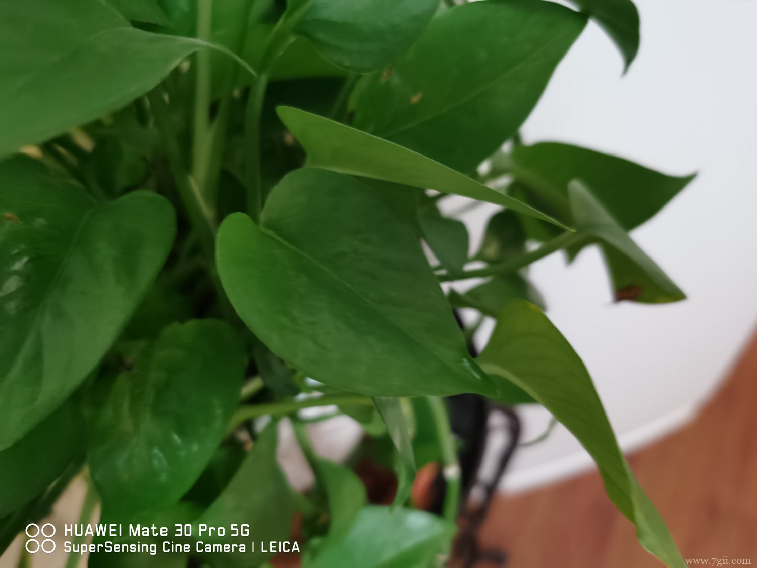 绿植养护知识和方法