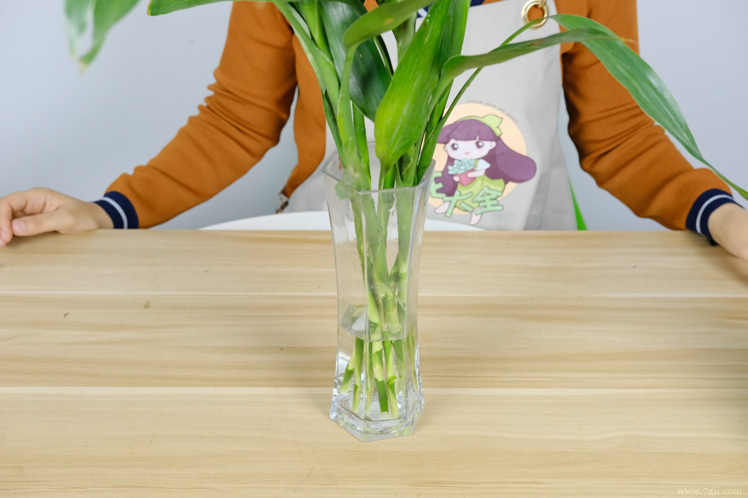 富贵竹怎么水养生根快