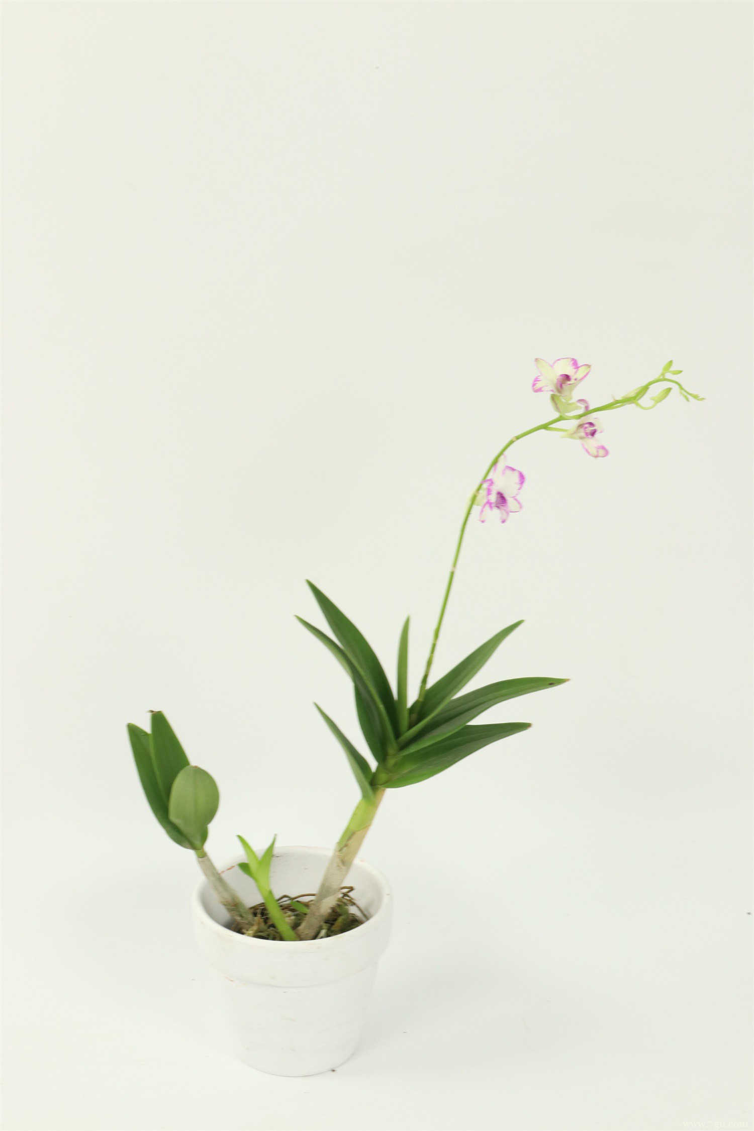 石斛的种植方法及繁殖