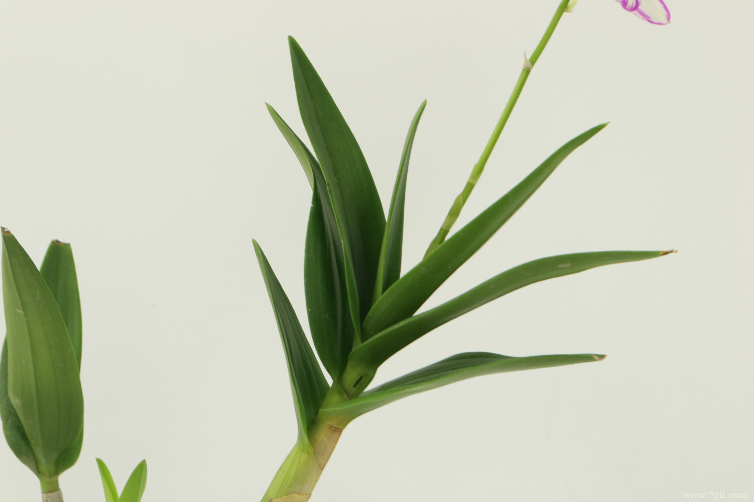 石斛的种植方法及繁殖