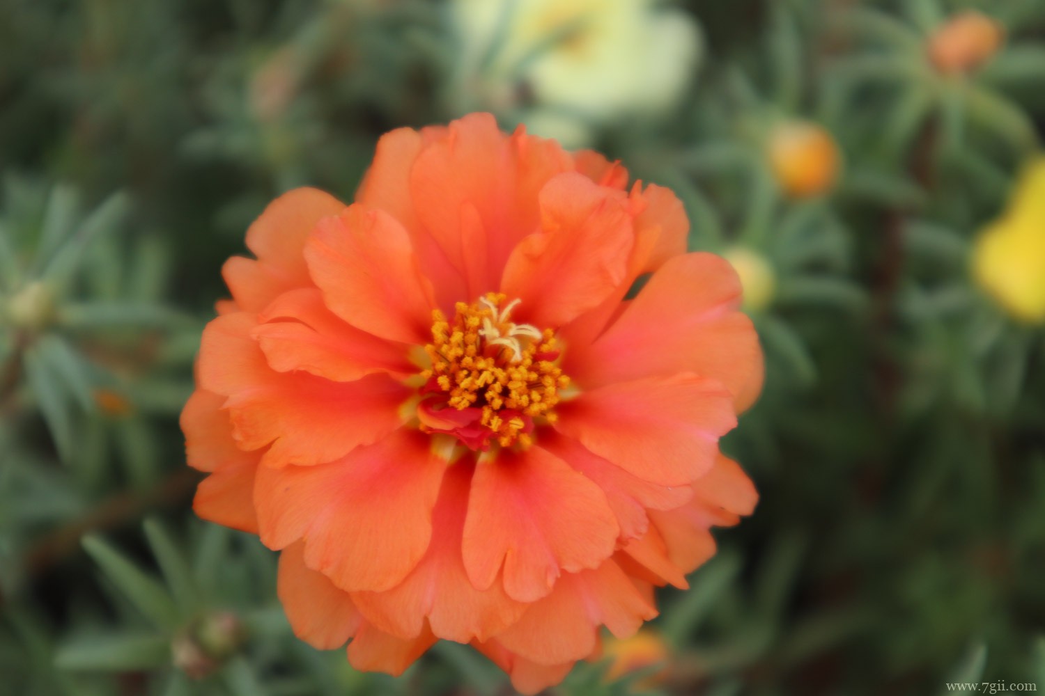 太阳花种子什么时候播种比较好