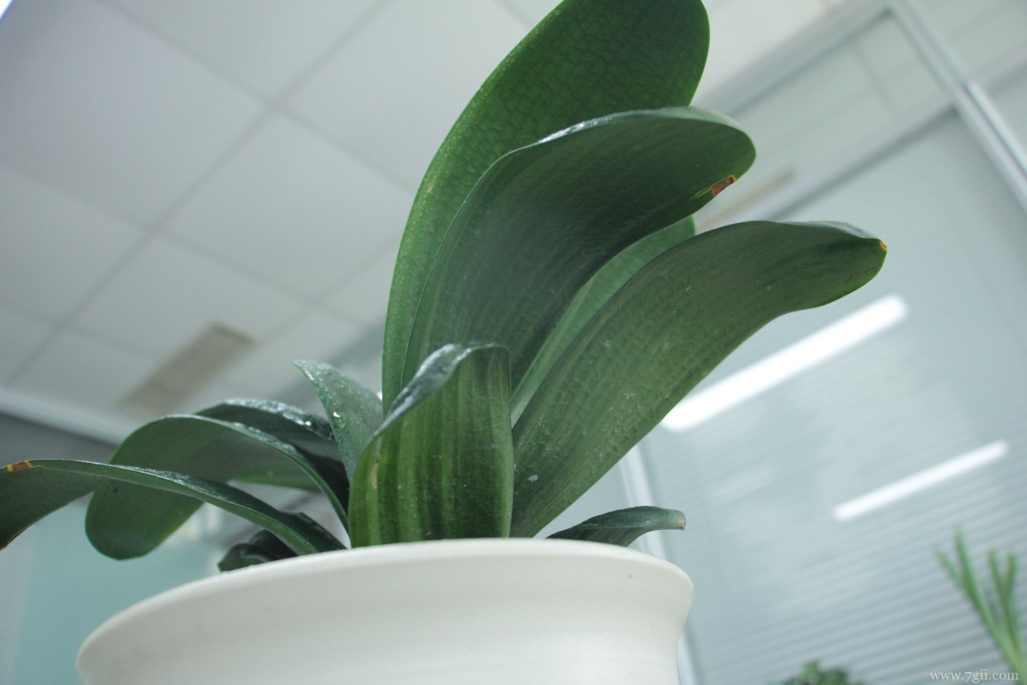 君子兰的养殖方法和注意事项