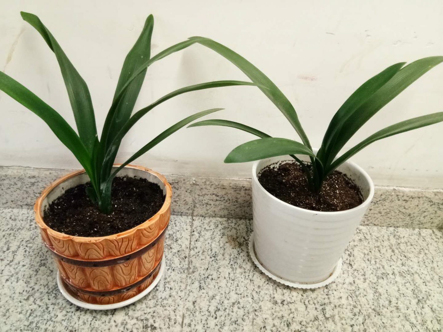 君子兰的养殖方法和注意事项