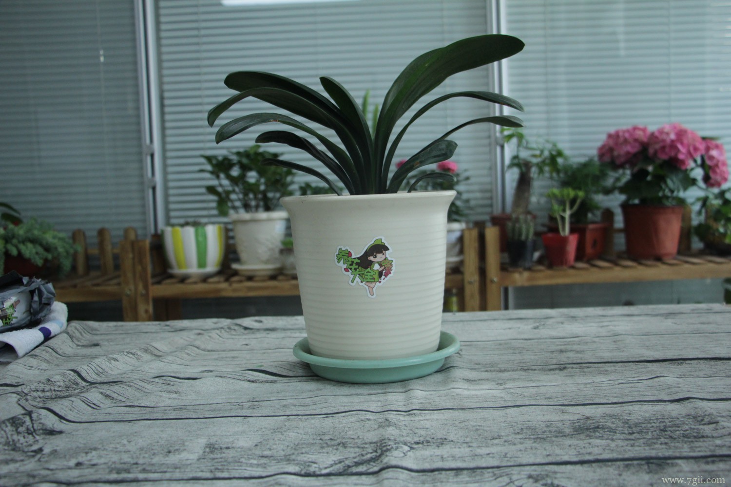 君子兰的养殖方法和注意事项