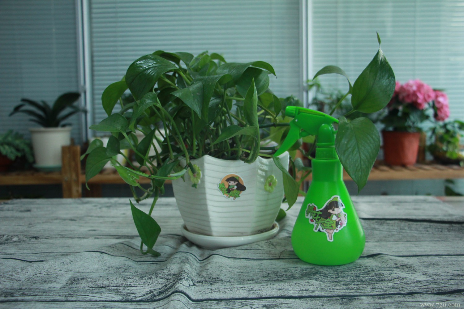 绿萝怎么养才能更旺盛