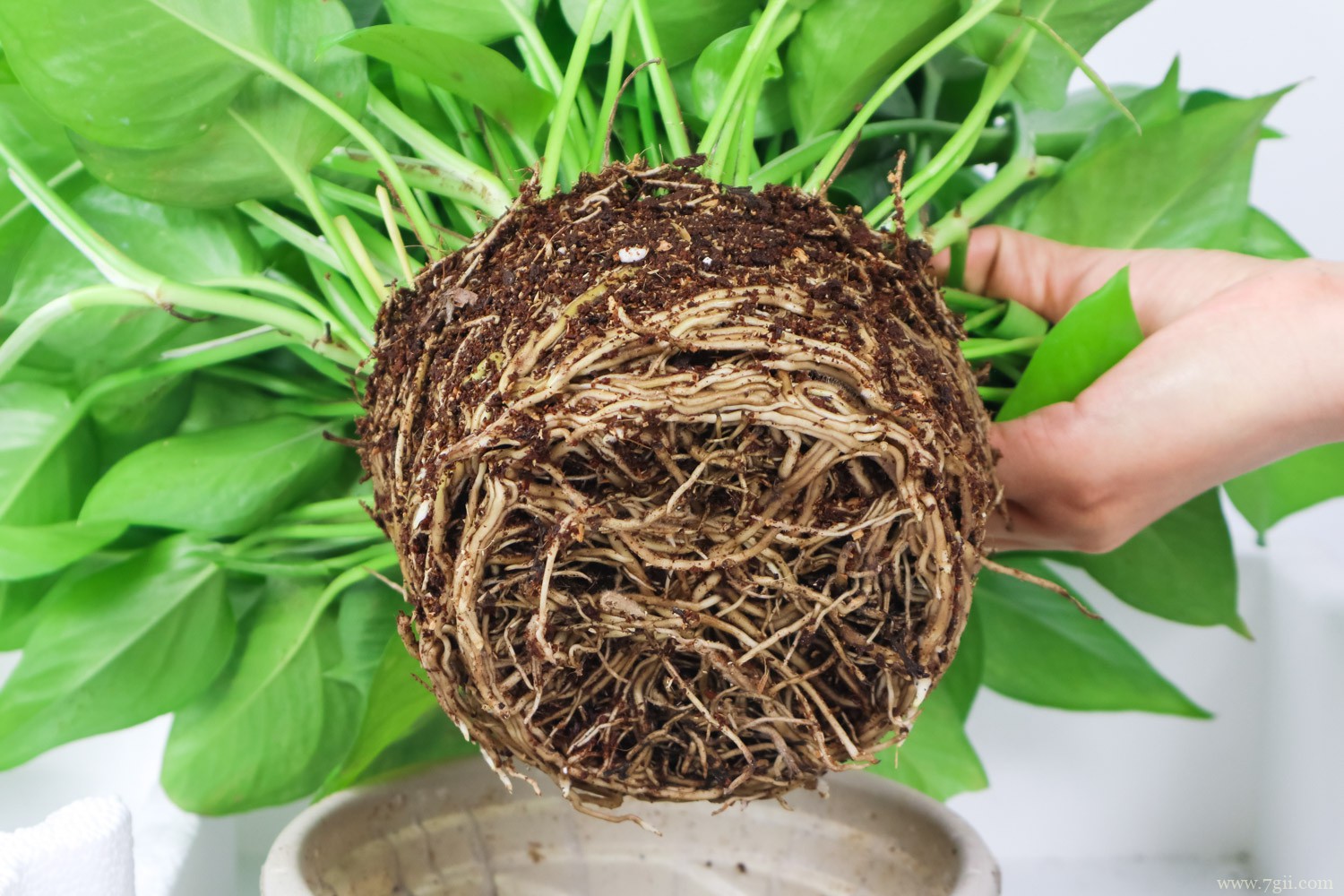 绿萝 绿萝怎么养