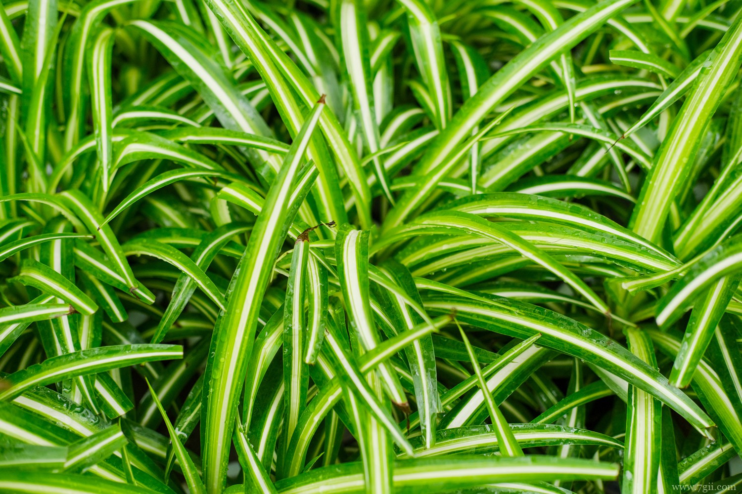 吊兰 吊兰的养殖方法和注意事项