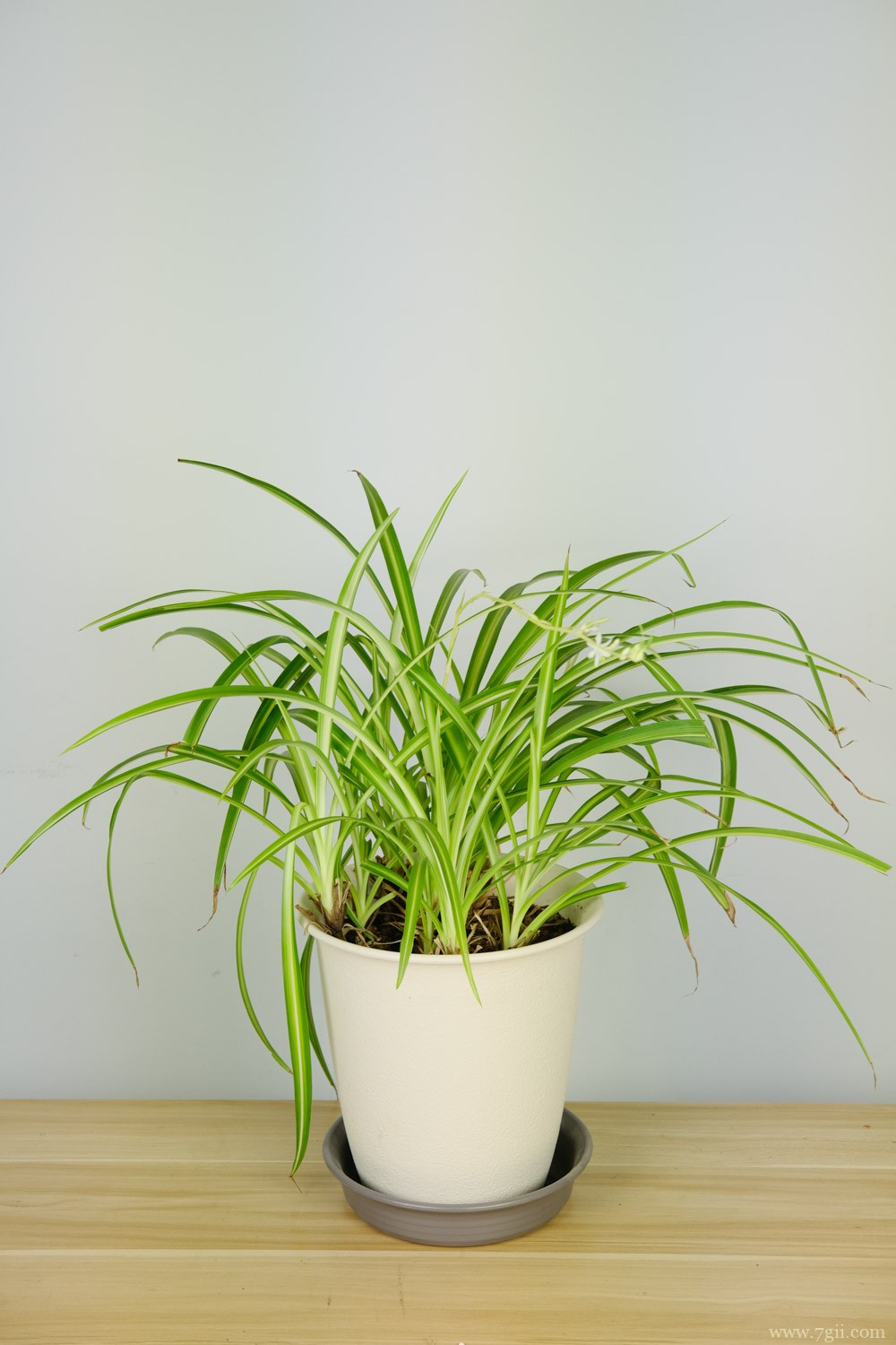 吊兰 吊兰的养殖方法和注意事项