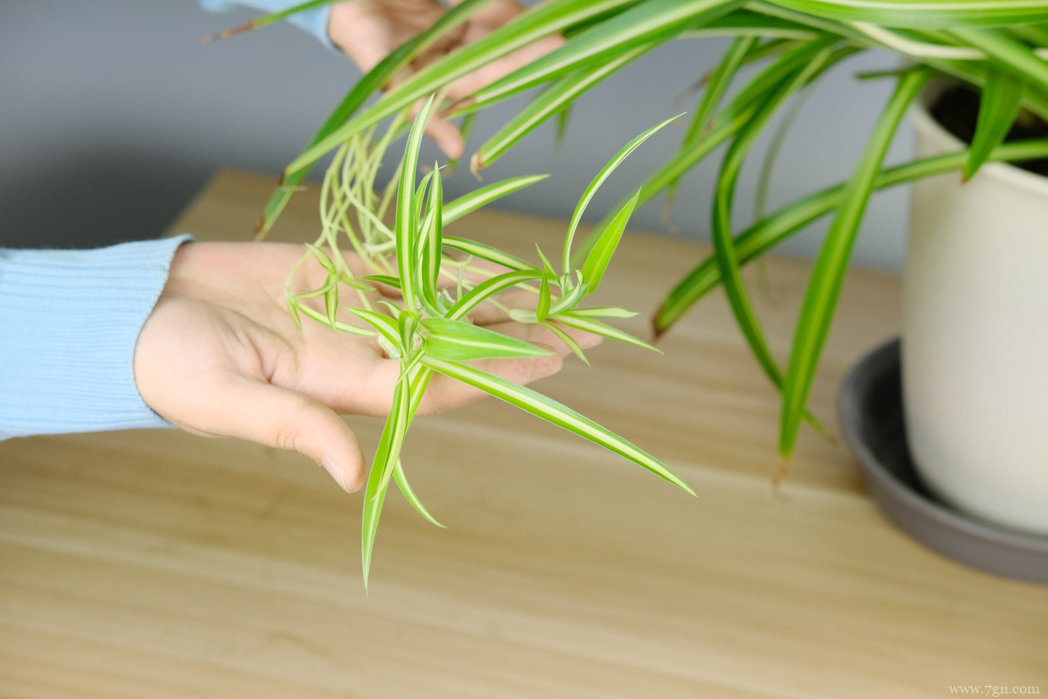 吊兰 吊兰的养殖方法和注意事项