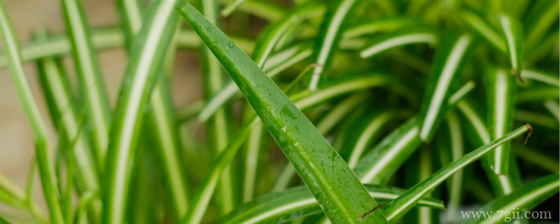 吊兰怎么养才能更旺盛