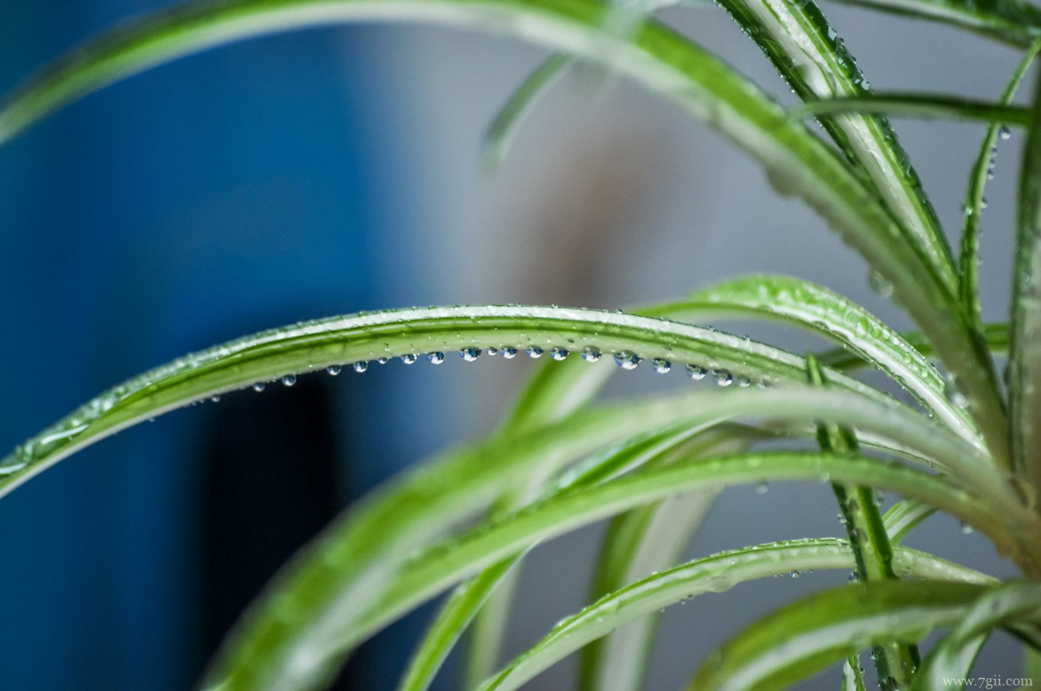 吊兰 吊兰怎么养才能更旺盛