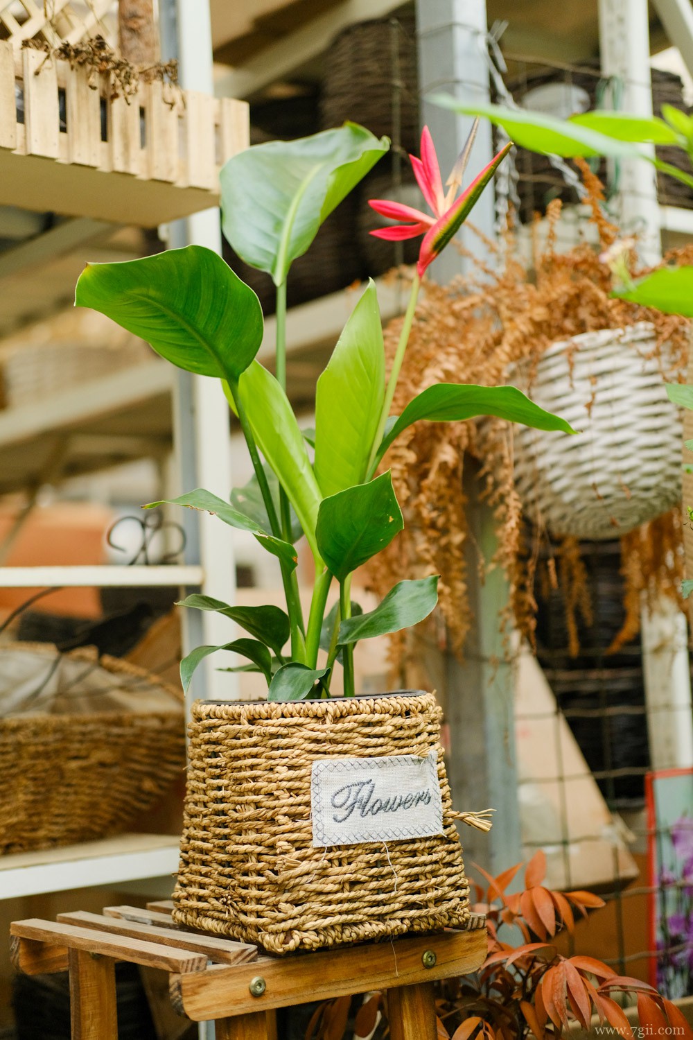 天堂鸟 天堂鸟适合养家里吗