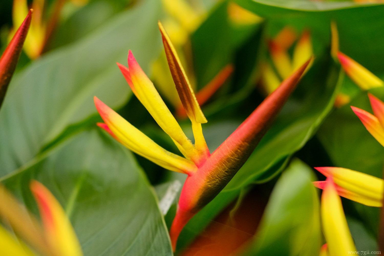 天堂鸟 天堂鸟适合养家里吗