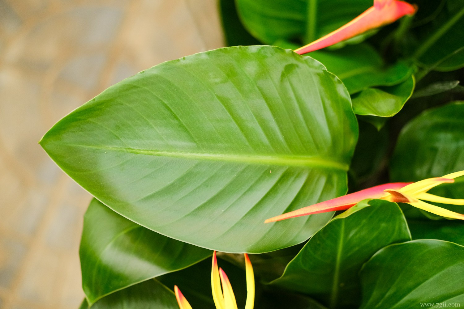 天堂鸟 天堂鸟适合养家里吗