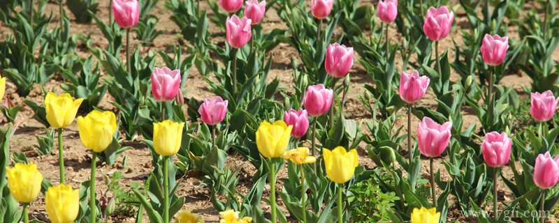 春天最常见的花