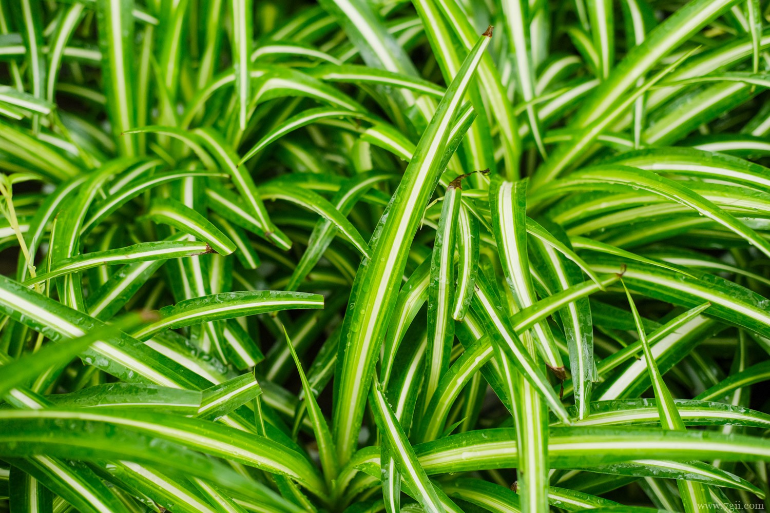 春天最常见的花