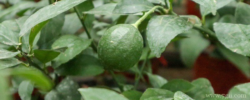 柠檬树盆栽在家里禁忌