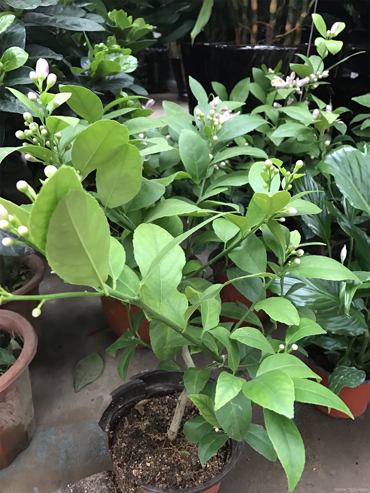 柠檬树盆栽在家里禁忌