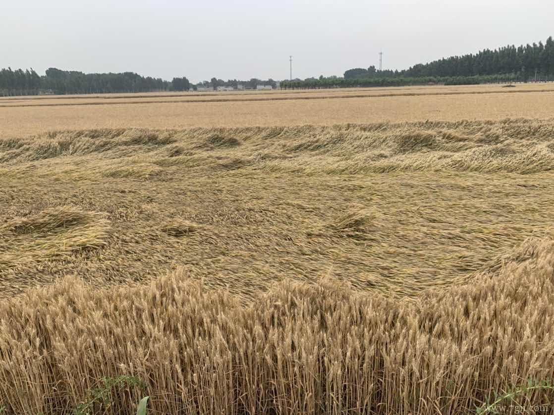 小麦 小麦是什么