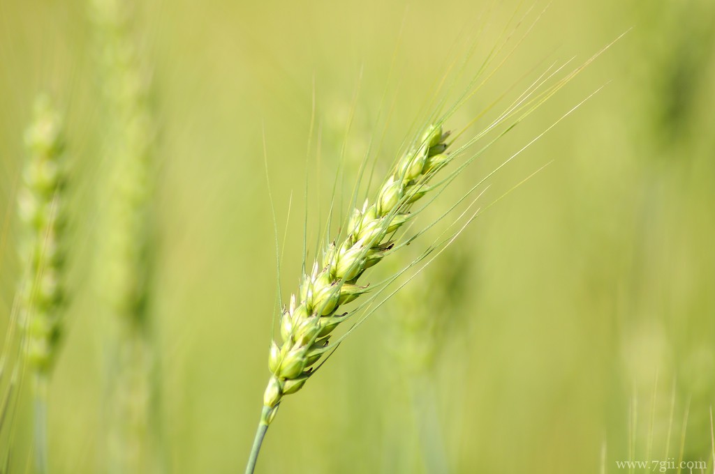 小麦 小麦是什么