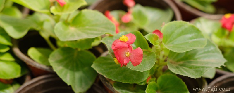 铁海棠适合放在室内吗