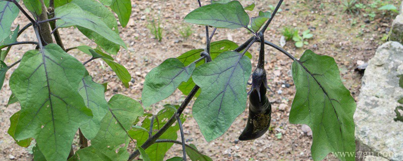 紫色的蔬菜有哪些