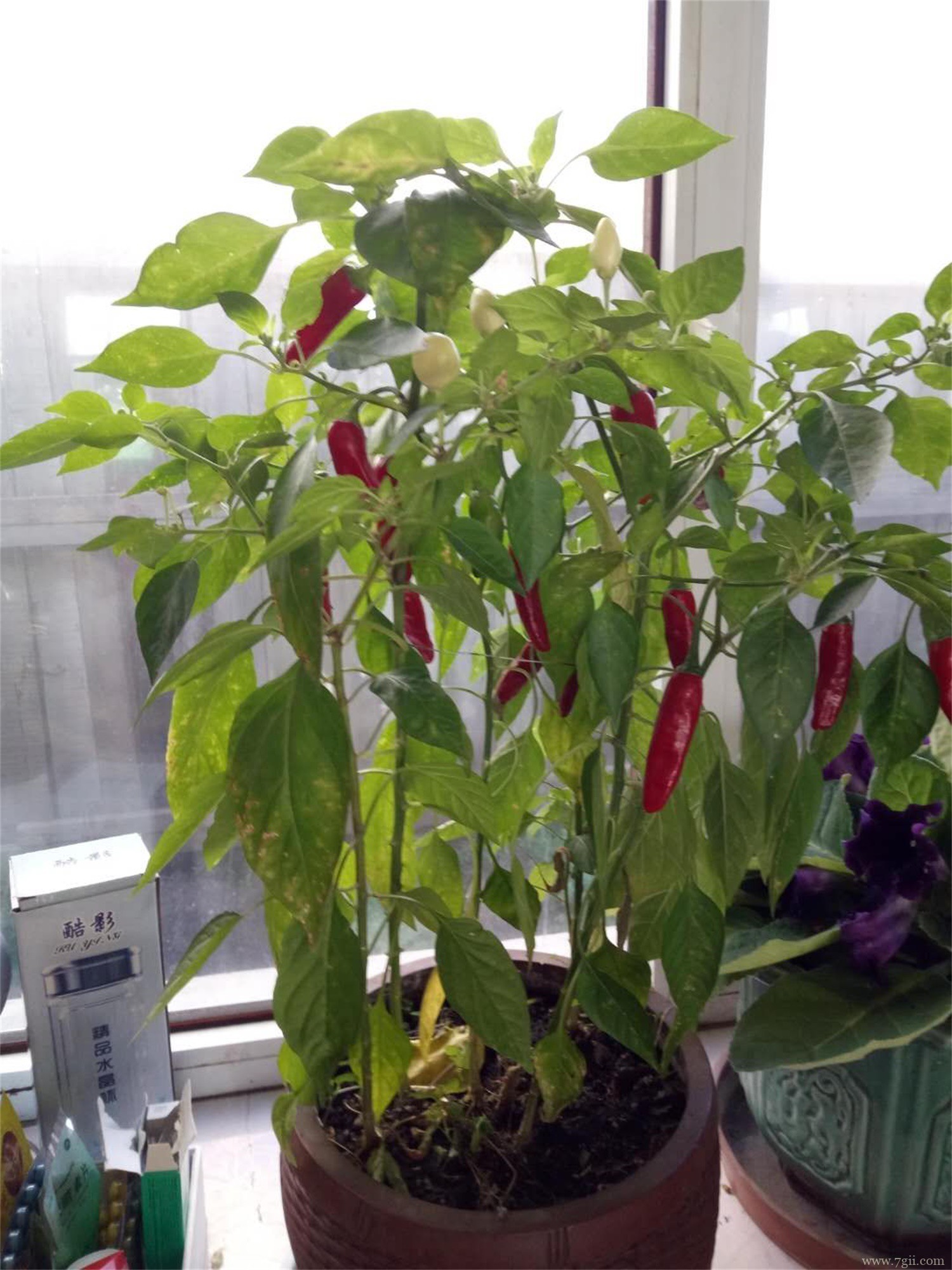 热性蔬菜有哪些