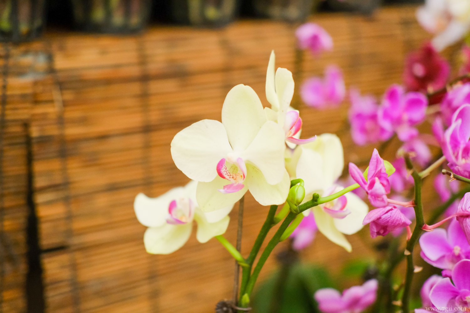 蝴蝶兰几点开放