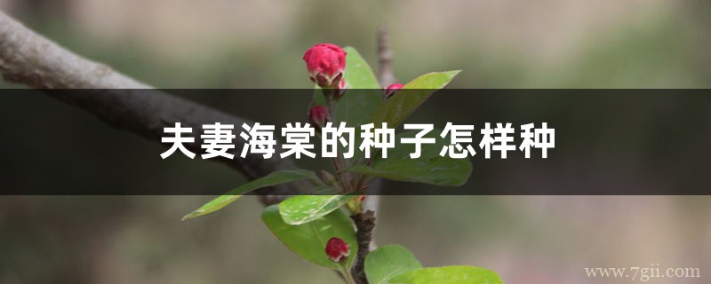 夫妻海棠的种子怎样种