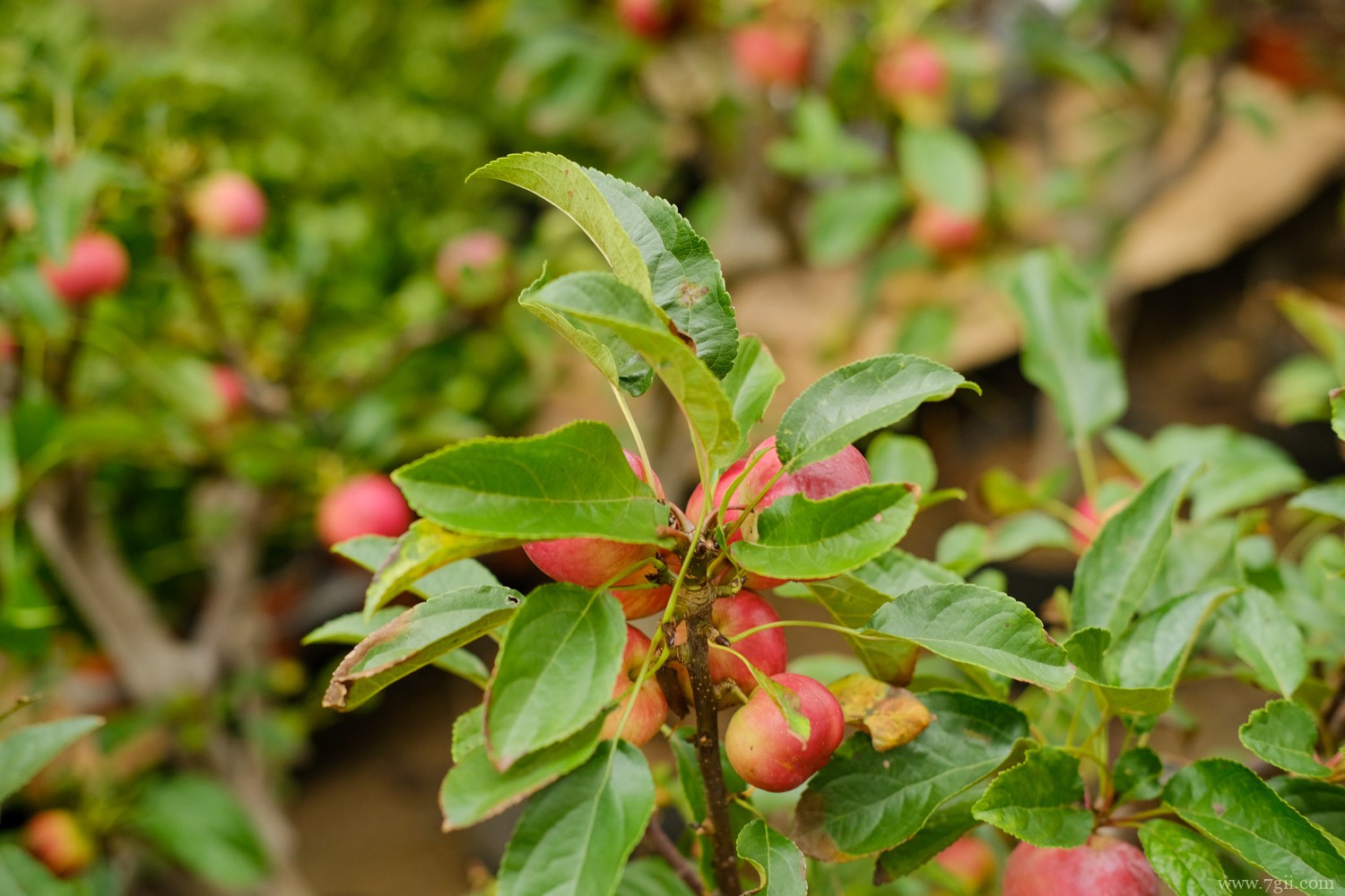 夫妻海棠的种子怎样种