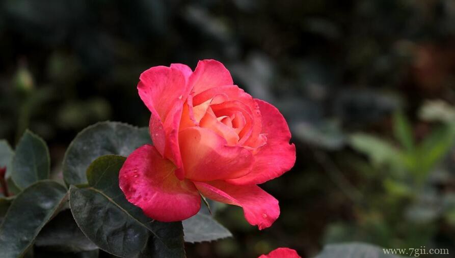 夏天月季花叶子发黄怎么办？