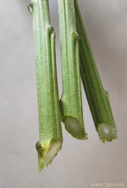 向日葵怎么醒花？怎么水养向日葵？