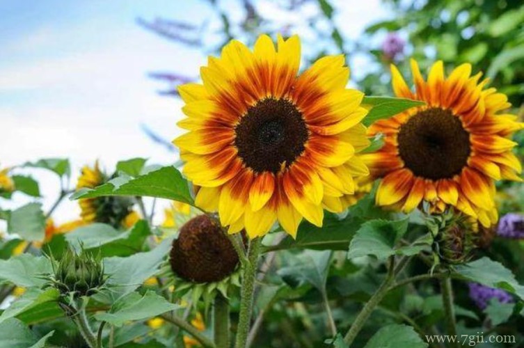 向日葵怎么养殖？向日葵的花期