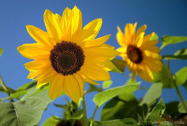 向日葵的花语是什么？向日葵适合送给什么人？