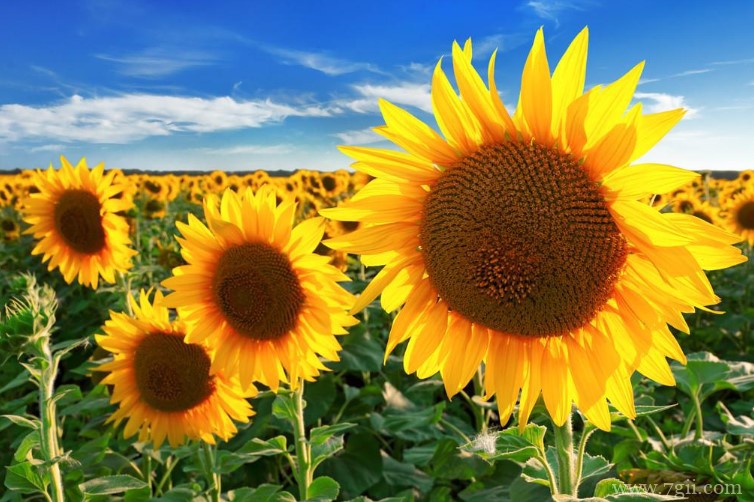 向日葵的花语是什么？向日葵适合送给什么人？