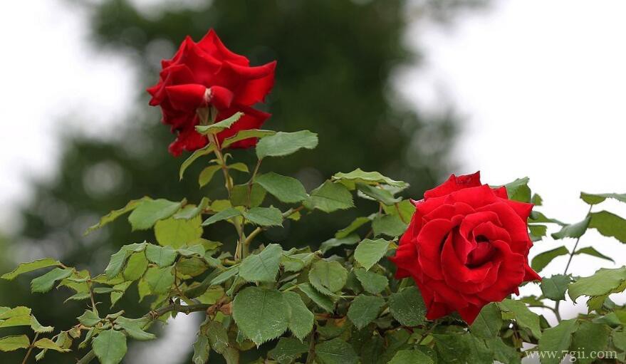 月季花怎么养？月季花的养殖方法