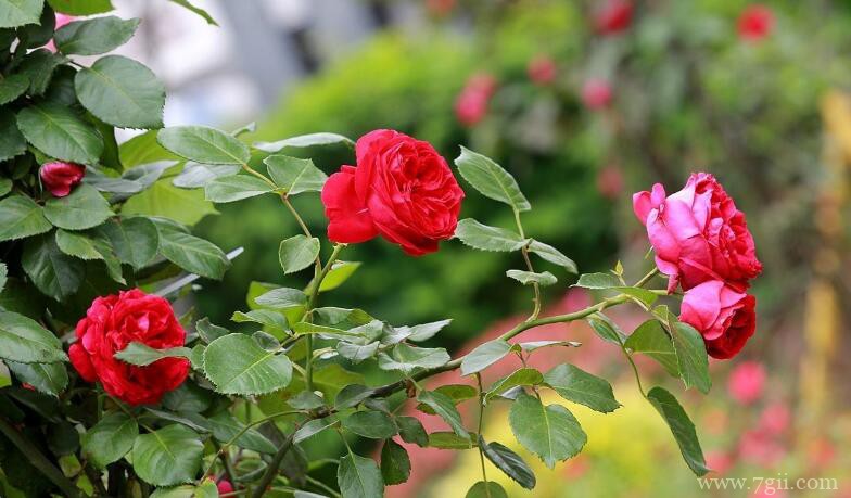 月季花的颜色变淡怎么办？