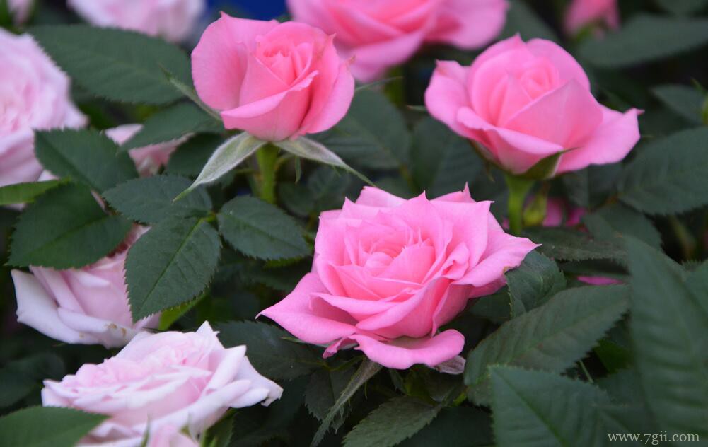 月季花怎么栽培？月季花的栽培养护方法