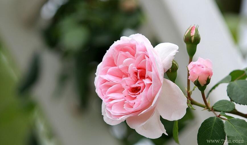 月季花长白霉怎么办？