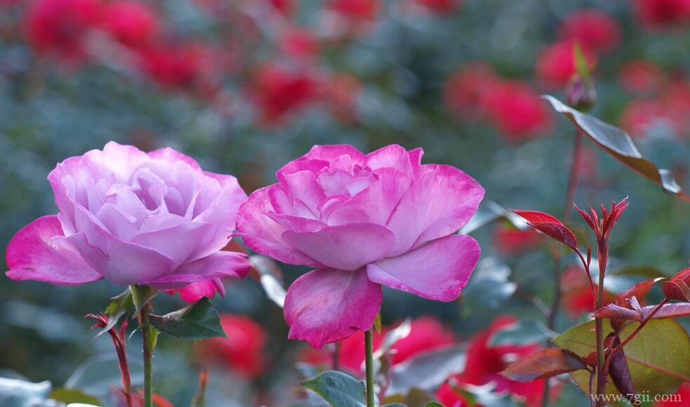 月季花冬天会开花吗？