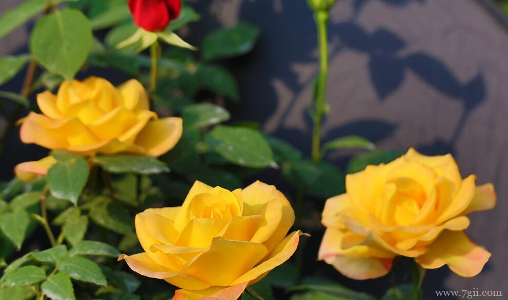 月季花叶子发黄枯萎怎么办？