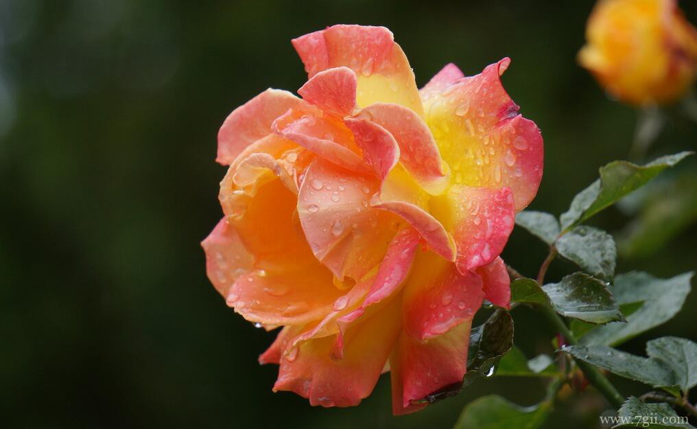 月季花叶子发黄枯萎怎么办？