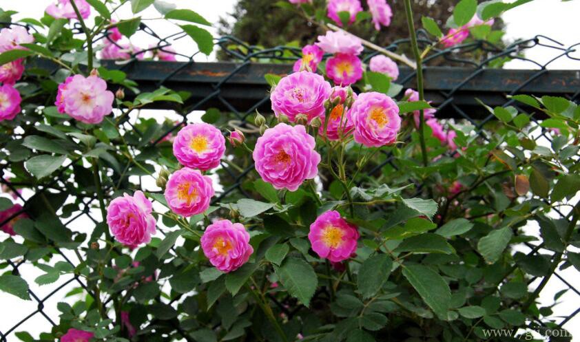 月季花怎么施肥？月季施肥时间和方法