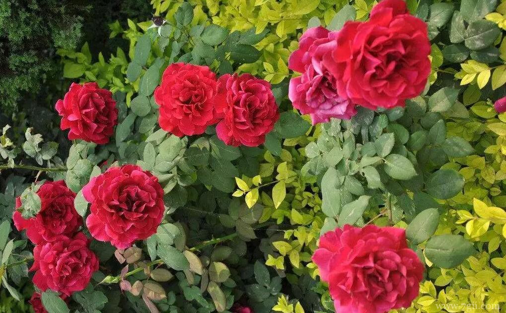 月季花怎么施肥？月季施肥时间和方法